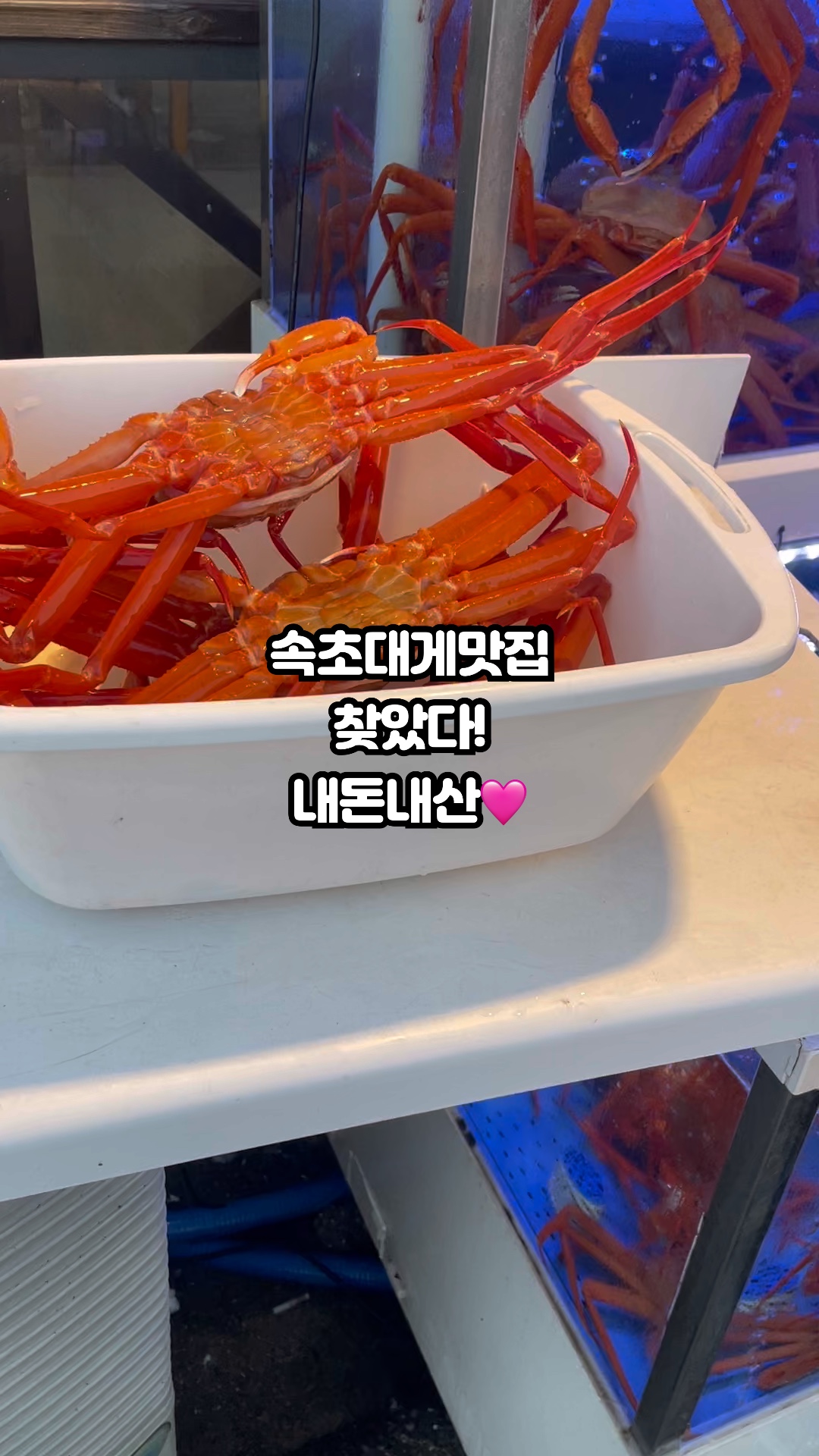 속초홍게나라 2
