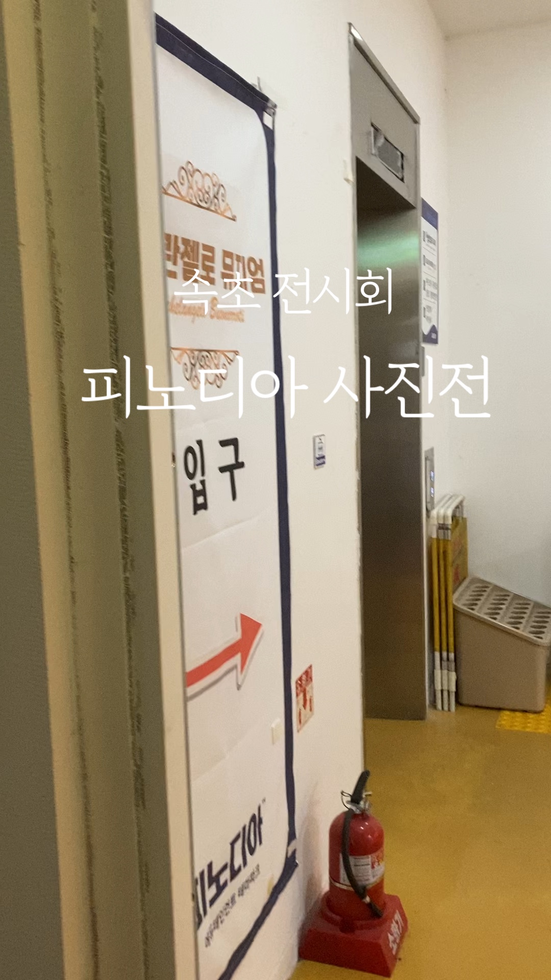 피노디아 3