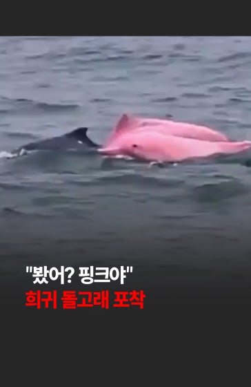 💥"봤어? 핑크야"… 인도양 오만 바다서 희귀 '분홍 돌고래' 포착 
		
		고래 서식지로 유명한 오만 무스카트 칸타브 해변 앞바다에서 선명한 분홍빛을 띤 희귀 돌고래가 포착되어 눈길을 끌고 있습니다. 🚨
		#핑크 #돌고래 #희귀 #관광 #경제 #한국경제신문