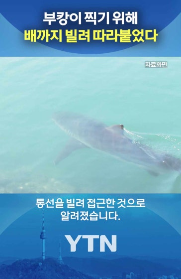 부캉이 좀 내버려둬